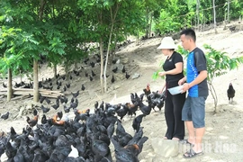 Điểm tựa sinh kế&nbsp;của đồng bào Mông