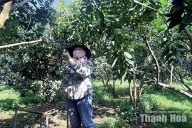 Vân Du phát huy lợi thế trồng cây ăn quả