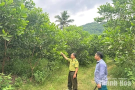 Lợi ích kép từ chi trả&nbsp;dịch vụ môi trường rừng