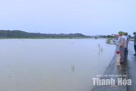 Mưa lớn gây ngập hơn 535ha đất nông nghiệp