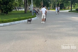 Phạt tới 2 triệu đồng, vẫn còn tình trạng chó thả rông không rọ mõm