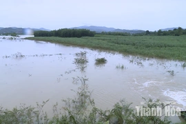 Thanh Hóa chủ động tiêu úng, bảo vệ sản xuất nông nghiệp