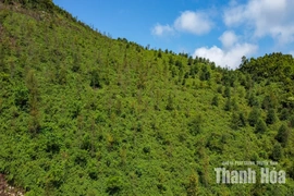 Từ món ăn chống đói trở thành sinh kế của đồng bào xã vùng cao