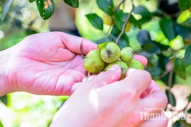Trồng “cây thoát nghèo” trên đỉnh Pù Ngùa