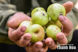 Trồng “cây thoát nghèo” trên đỉnh Pù Ngùa