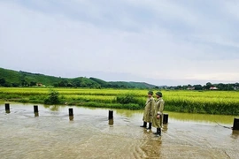 Xã Tây Đô chủ động ứng phó với mưa lũ