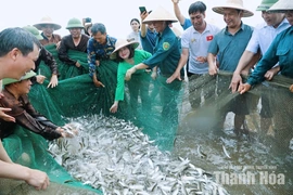 Chạm nhịp sống làng chài ven biển Hải Tiến