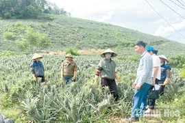 Giá dứa tăng cao:&nbsp;Niềm vui nhà nông - nỗi lo nhà máy
