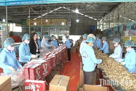 Nông dân đổi mới tư duy, vươn lên làm chủ doanh nghiệp