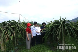 Nỗ lực hoàn thành mục tiêu phát triển sản phẩm OCOP
