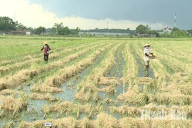 Khi rơm rạ trở thành nguồn tài nguyên cho đồng ruộng