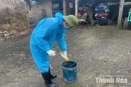 Chuẩn bị các điều kiện triển khai&nbsp;tiêm phòng gia súc, gia cầm đợt 2