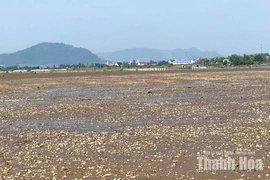 Người nuôi “trắng tay” vì ngao chết hàng loạt