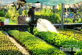 Tích cực sản xuất rau xanh phục vụ thị trường