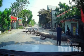 Chặt cây không có biện pháp cảnh báo khiến một người đi đường tử vong