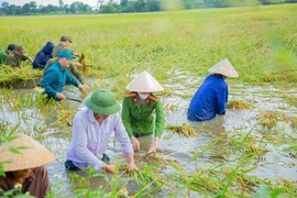 Bám trụ vùng lũ, chung tay đưa cuộc sống trở lại bình thường