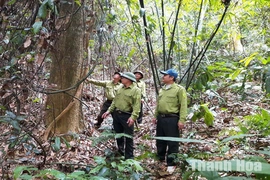 Vượt khó bám rừng, giữ màu xanh đại ngàn