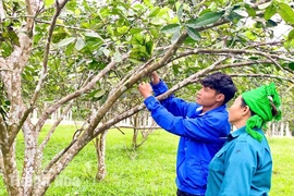 Bí thư chi đoàn gương mẫu, làm kinh tế giỏi