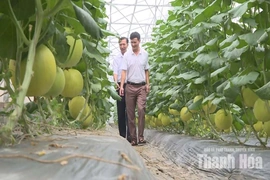 Hội Nông dân hỗ trợ vốn liên kết sản xuất VietGAP