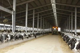 Bò sữa TH: Tối ưu dinh dưỡng cũng góp phần giảm phát thải khí nhà kính