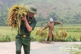 Giúp dân thu hoạch lúa sau mưa lũ