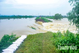 Vỡ bờ kênh T2 ở xã Tống Sơn: Khẩn trương gia cố điểm xung yếu
