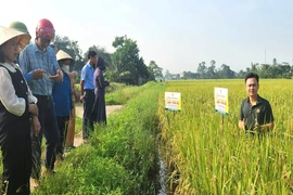 Hội thảo đầu bờ giống lúa thuần chất lượng cao Lộc Trời 28