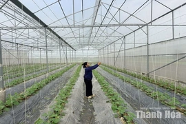 Làm nông “thời @”