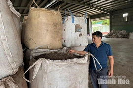 Linh Sơn trồng rừng gắn với chế biến