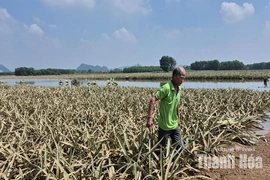 Hàng trăm hec ta dứa ngập trong nước, hy vọng cứu vãn mong manh