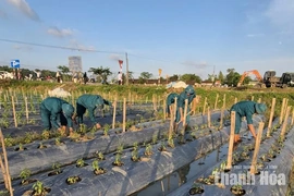Xã Định Tân khẩn trương khôi phục sản xuất sau mưa lũ