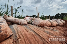 Sau mưa lũ, nhiều tuyến đê bao lộ yếu điểm