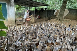 Cổ Lũng khai thác lợi thế địa phương, phát triển các mô hình kinh tế