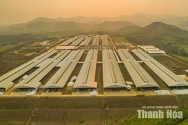 Xây dựng ngành chăn nuôi theo hướng hiện đại, an toàn, xanh và bền vững