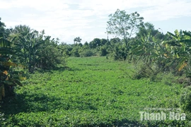 Dòng chảy kênh Nhà Lê bị bủa vây bởi rác, bèo