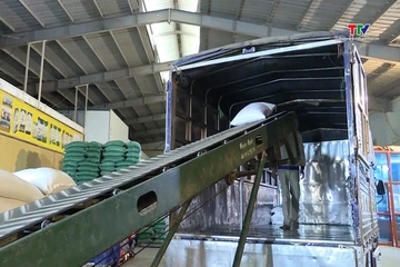 Cơ hội nâng cấp chuỗi sản xuất lúa gạo từ thị trường EU