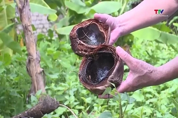 Dịch tễ học bệnh sốt xuất huyết hiện nay đã có nhiều thay đổi