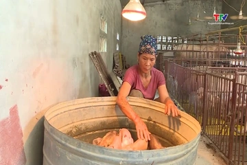 Xã Nga Thắng chủ động phòng chống dịch bệnh cho gia súc, gia cầm
