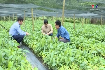 Thanh Hóa trồng mới và trồng lại hơn 5.000 ha rừng