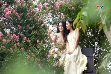 Mùa tường vi nở