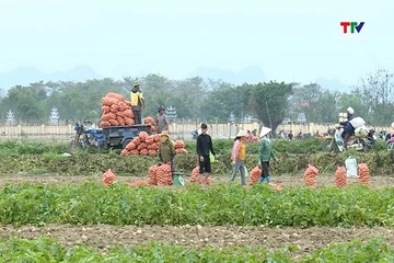 Nông nghiệp Thanh Hóa nâng cao giá trị sản xuất 