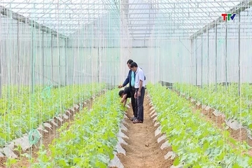 Thanh Hóa tích tụ, tập trung được hơn 6.310ha đất sản xuất nông nghiệp