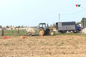 Chuyển đổi linh hoạt hơn 1.050ha đất trồng lúa năng suất thấp