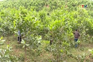 Trồng mới và trồng lại sau khai thác hơn 8.500ha rừng bằng cây nuôi cấy mô
