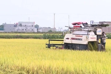 Mở rộng dư địa tín dụng cho đồng lúa chất lượng cao