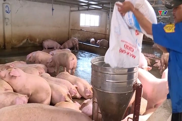 Giá lợn hơi dao động từ 62.000 - 67.000 đồng/kg