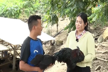 Gà Mông đen - đặc sản thành sinh kế