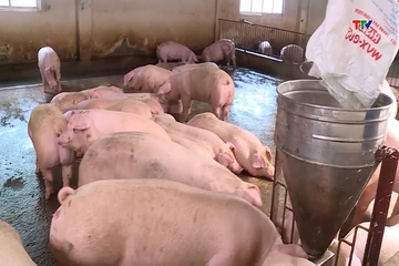 Giá lợn hơi giảm tại nhiều địa phương