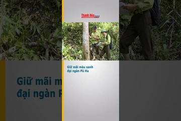 Giữ mãi màu xanh đại ngàn Pù Hu