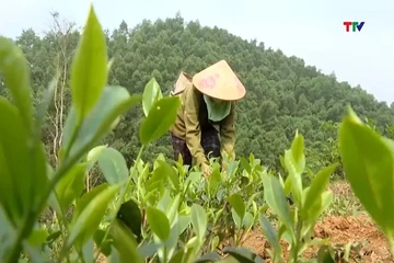 Khi đồi chè xanh trở thành điểm du lịch